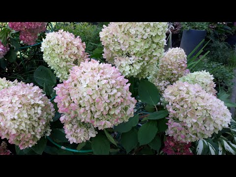 Видео: Обзор метельчатых гортензий  в начале  сентября 🌿🌿🍁🍁🍃