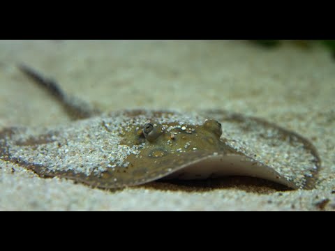 Видео: Камбала Балтика