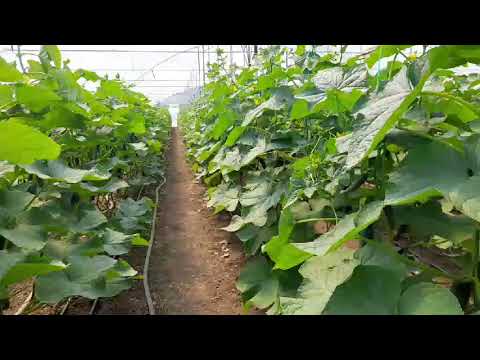 Видео: Мадрілен програє в схожості. Прімеро мадрілен нос в нос .12 травня 2024 р.