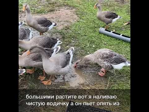 Видео: Что едят гуси ?Что нельзя гусям давать, а что гуси едят сами.У наших гусей большой выгул и ограничен