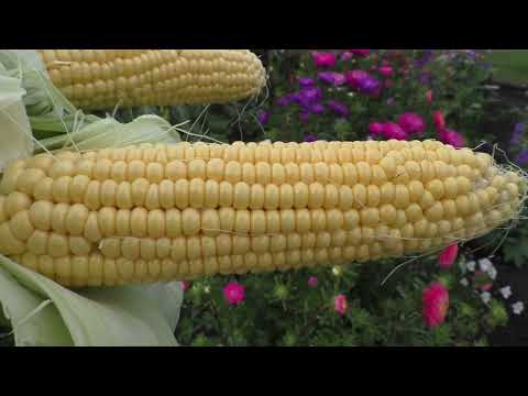 Видео: Как выращиваю кукурузу