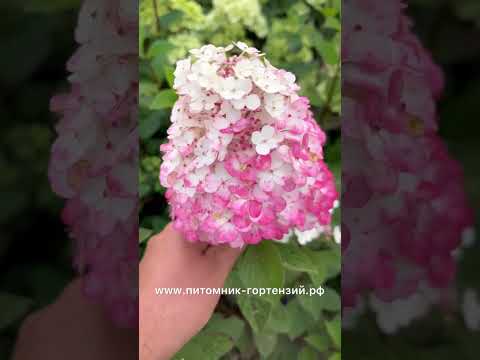 Видео: Вся правда о гортензии Самарская Лидия Samarskya Lydia (Rensam/Framboisine ) хит всех времён!!!