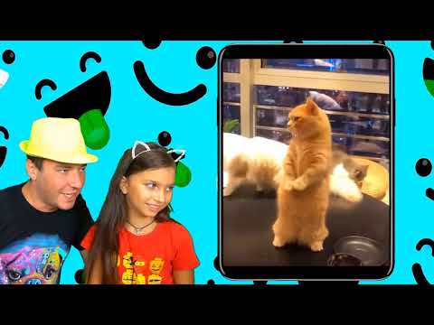 Видео: СМОТРИ САМЫЕ СМЕШНЫЕ КОТЫ! ЛУЧШИЙ НЕ ЗАСМЕЙСЯ ЧЕЛЛЕНДЖ! Funny Cats Попробуй не засмеяться Валеришка