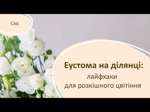 Видео: Еустома на ділянці: лайфхаки для розкішного цвітіння