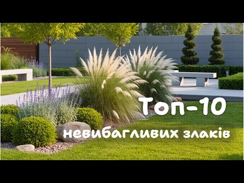 Видео: 10 невибагливих злаків для вашого саду.