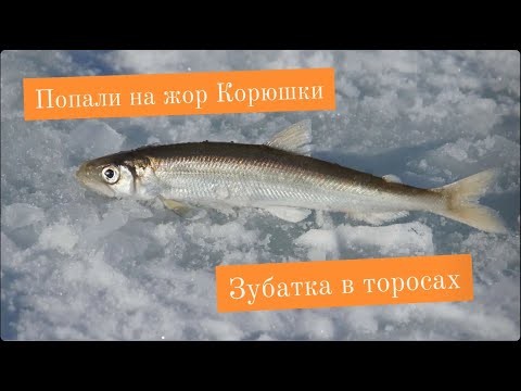 Видео: Попали на жор Корюшки (зубарь2022)