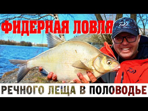 Видео: ФИДЕРНАЯ ЛОВЛЯ РЕЧНОГО ЛЕЩА В ПОЛОВОДЬЕ.