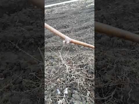 Видео: Виноградник на 08.04.2025 р.
