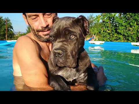 Видео: CANE CORSO в басейна. Малката Сири учим се да плуваме.