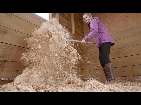 Видео: КАК ОЧИСТИТЬ КОНЮШНЮ/СТОЙЛО | *Удовлетворительно* | Эта Эсме