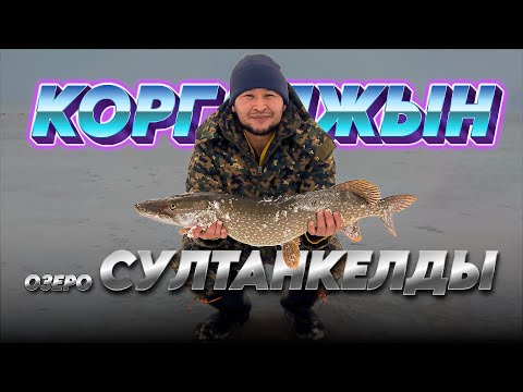 Видео: Заповедник Коргалжын / озеро "Султанкелды" / Щук много не бывает!!! / 05.01.2024