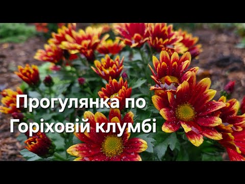 Видео: Прогулянка#2🌺Горіхова клумба в лиспопаді🌺