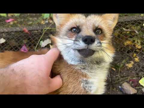 Видео: Ленивая осенняя лиса