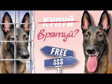 Видео: Купити чи Врятувати? | Вся Правда про Вибір Собаки з Притулку або Розпліднику! | Поговоримо Про