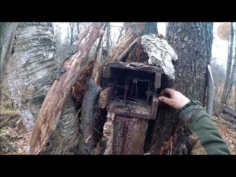 Видео: Охота на куницу.Вторая куница на медовую приманку (Будни охотника и рыбака)