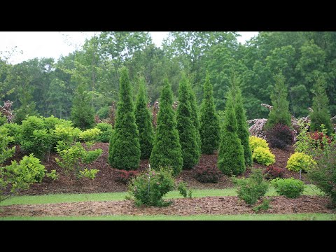 Видео: Растение дня: с 10 по 16 ноября (сейчас скидка 35% на проверенные растения-победители)