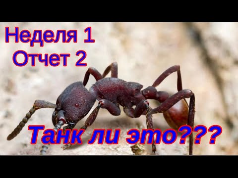 Видео: The Ants. Кровавый Гигант. Остров