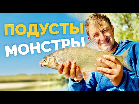 Видео: Рыбалка на Десне! Клюют подусты монстры на сильном течении! Ловля на фидер осенью 2020!