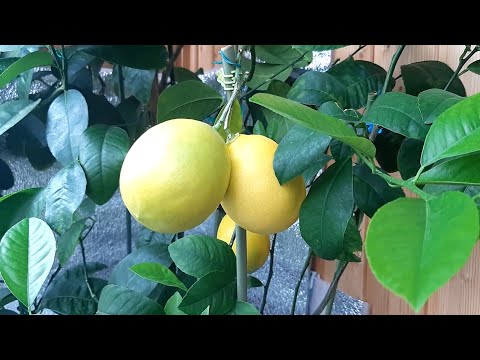 Видео: Срезаем домашние лимоны, лимон Мейера