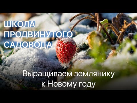 Видео: Выращиваем землянику к Новому году. Школа продвинутого садовода