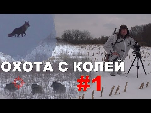 Видео: Охота на лису с манком. Кабаны и косули окружают. 15 января 2017г.
