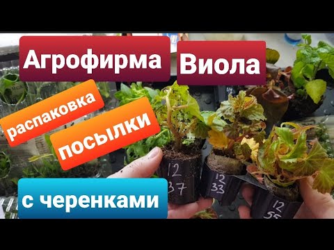 Видео: Черенки от Агрофирмы Виола/распаковка посылки/ весенний заказ/черенки вегетативных цветов