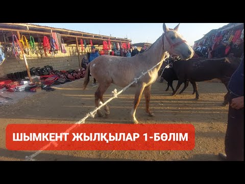 Видео: ЖЫЛҚЫЛАР 1-БӨЛІМ ШЫМКЕНТ