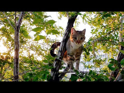 Видео: Киса выражает неудовольствие