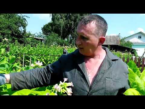 Видео: Табак. Начало уборки. Нанизываем, развешиваем лист табака.