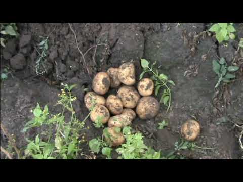 Видео: Сувенир черниговский, Роко, Курас, Гранада на нашей усадьбе