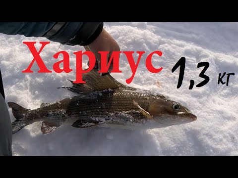 Видео: СНЕГОХОДНЫЙ РЕЙД за ТРОФЕЙНЫМ ХАРИУСОМ. Ночёвка в тайге | Grayling