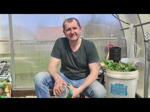 Видео: Пересаживаю черенки лимона. Обзор теплицы с экзотикой.