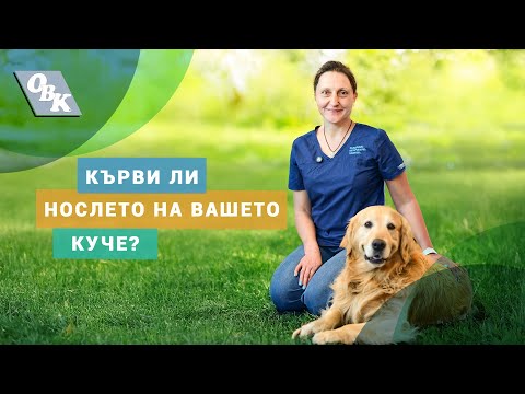 Видео: Кървене от носа при кучета – кога да се притесняваме?