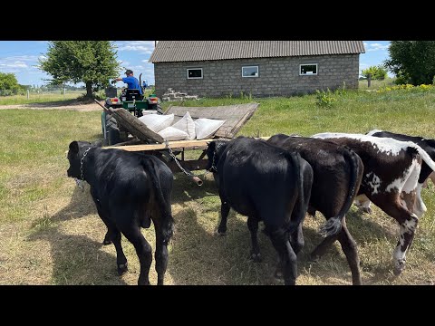 Видео: Шалені перегони! Безпривʼязне утримання биків! Важка доставка!