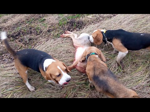 Видео: С биглями на охоте (английски ми гончими)
