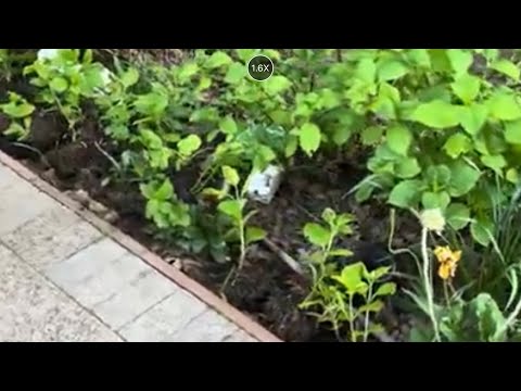 Видео: Показываю результат размножения гортензий разными способами , которые я размножала год назад