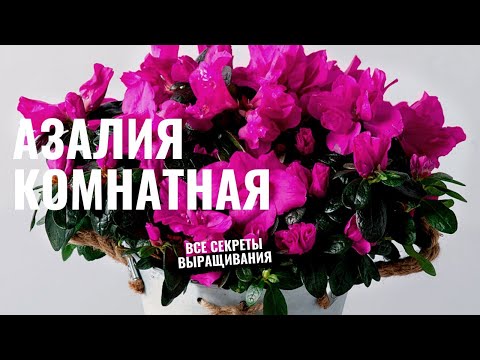 Видео: Азалия комнатная. Что любит или не любит. Как вырастить в домашних условиях. Разбираем ошибки.