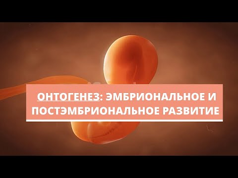 Видео: ОНТОГЕНЕЗ: эмбриональное и постэмбриональное развитие