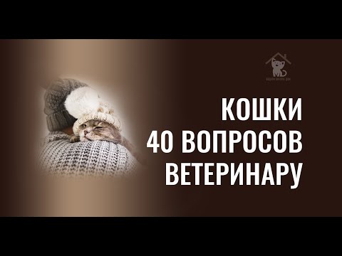 Видео: ТОП-40 вопросов о кошках ветеринару | Интервью  с врачом ветклиники "Кузя"