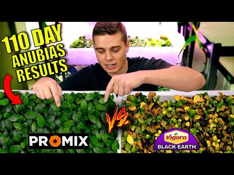 Видео: Лучшая почва для выращивания надводных аквариумных растений? 110-дневный эксперимент!