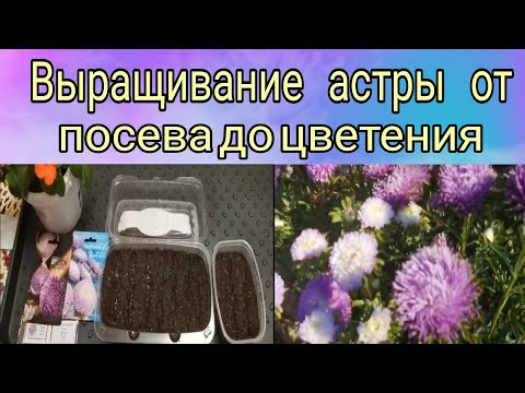 Видео: Выращивание астры от посева до цветения 🌺