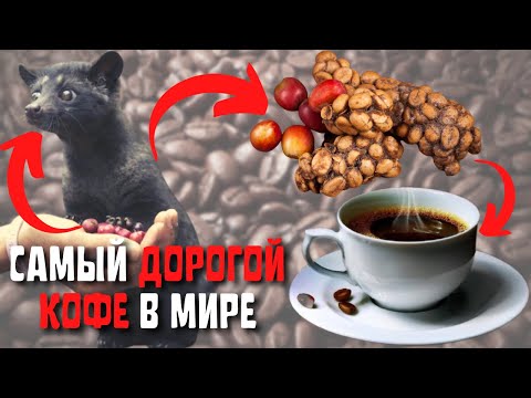 Видео: Топ 10 Самых Дорогих Сортов Кофе в Мире | Самый Дорогой Кофе в Мире