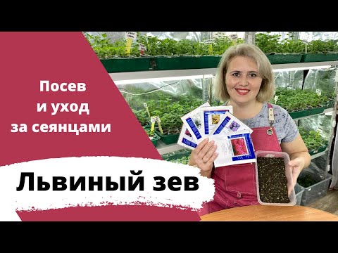 Видео: Все тонкости посева и ухода за рассадой львиного зева!