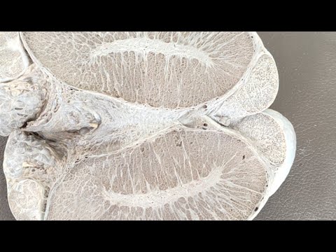 Видео: Половые органы самцов