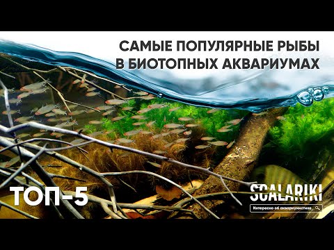 Видео: Топ-5 популярных рыб в биотопных аквариумах
