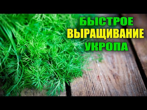 Видео: НИКТО НЕ ВЕРИТ! ВЫРАЩИВАНИЕ УКРОПА ЧЕРЕЗ РАССАДУ!