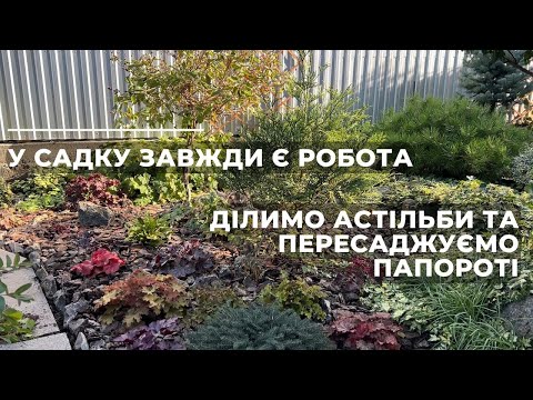 Видео: У садку завжди є робота. Ділимо астільби та пересаджуємо папороті