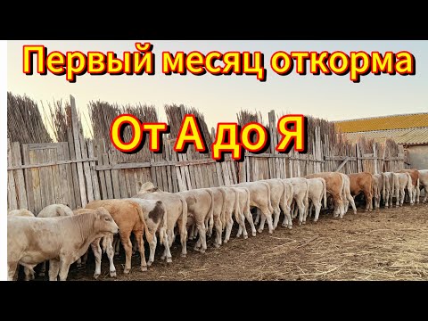 Видео: Первый месяц откорма , важно!
