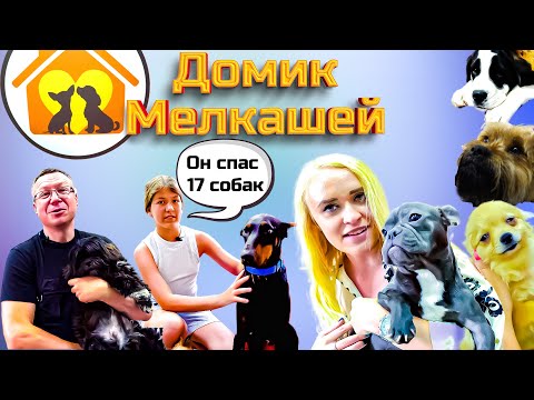 Видео: Доринг в приюте маленьких собак Домик Мелкашей