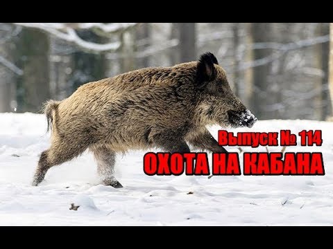 Видео: Охота на кабана | Выпуск №114 (UKR)